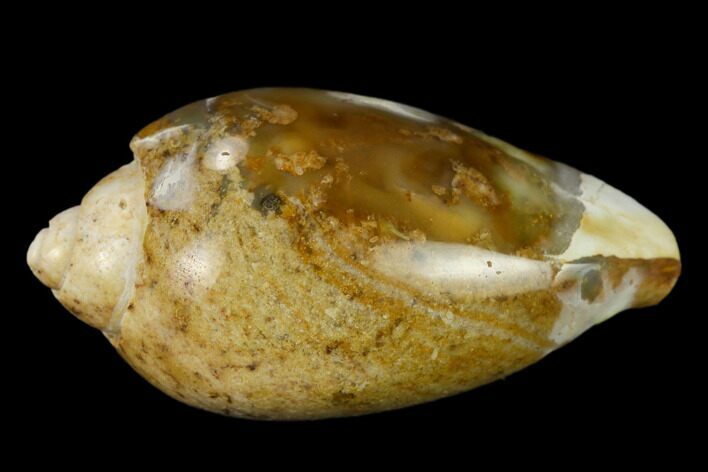 Polished, Chalcedony Replaced Gastropod Fossil - India #133528